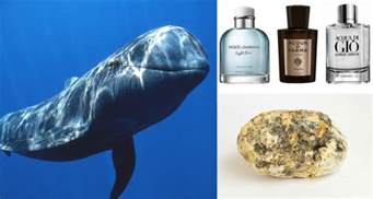 ambergris in perfume|expensive perfume ingredient from whales.